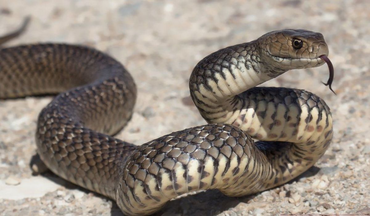 Found Dead: Us man surrounded by Cobras and Pythons